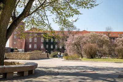 Na Wawelu wiosna w pełni. Kwitną wawelskie magnolie - zdjęcie 2