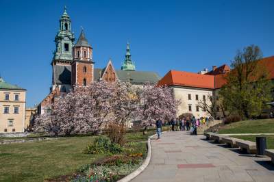 Na Wawelu wiosna w pełni. Kwitną wawelskie magnolie - zdjęcie 21