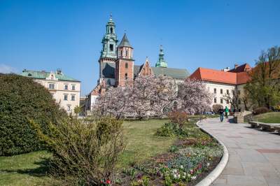 Na Wawelu wiosna w pełni. Kwitną wawelskie magnolie - zdjęcie 11