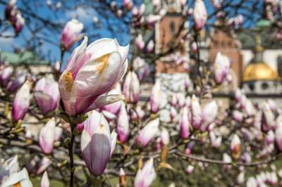 Na Wawelu wiosna w pełni. Kwitną wawelskie magnolie - zdjęcie 17