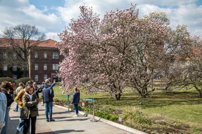 Na Wawelu wiosna w pełni. Kwitną wawelskie magnolie - zdjęcie 16