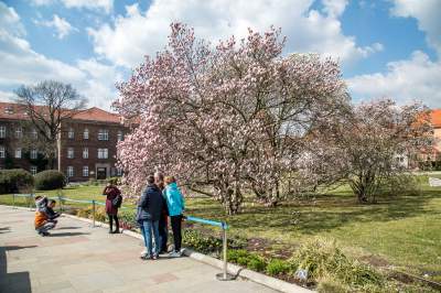 Na Wawelu wiosna w pełni. Kwitną wawelskie magnolie - zdjęcie 18