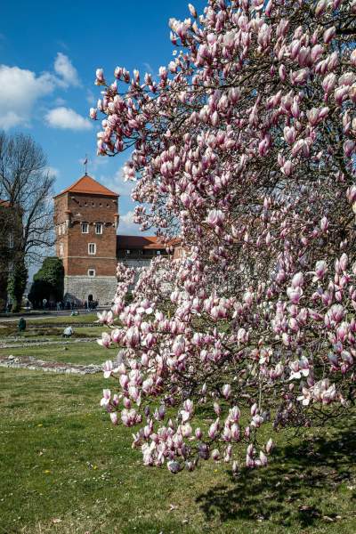 Na Wawelu wiosna w pełni. Kwitną wawelskie magnolie - zdjęcie 5