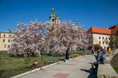 Na Wawelu wiosna w pełni. Kwitną wawelskie magnolie - zdjęcie 22