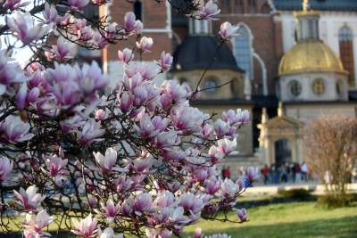 Najchętniej fotografowane magnolie w Krakowie. Przyciągają tłumy - zdjęcie 24
