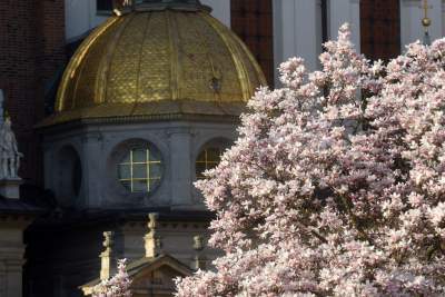Najchętniej fotografowane magnolie w Krakowie. Przyciągają tłumy - zdjęcie 9