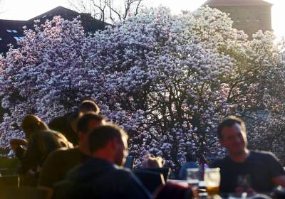 Najchętniej fotografowane magnolie w Krakowie. Przyciągają tłumy - zdjęcie 29