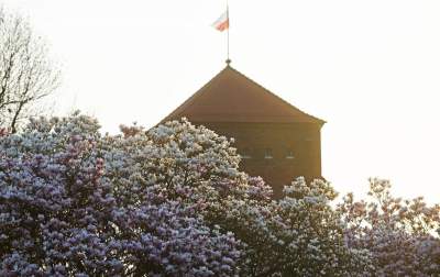 Najchętniej fotografowane magnolie w Krakowie. Przyciągają tłumy - zdjęcie 30