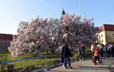 Najchętniej fotografowane magnolie w Krakowie. Przyciągają tłumy - zdjęcie 15