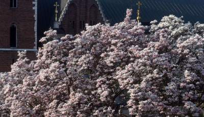 Najchętniej fotografowane magnolie w Krakowie. Przyciągają tłumy - zdjęcie 10