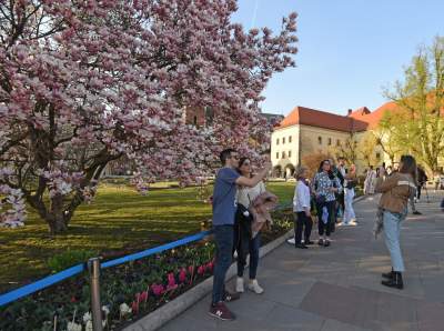 Najchętniej fotografowane magnolie w Krakowie. Przyciągają tłumy - zdjęcie 17