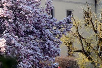 Najchętniej fotografowane magnolie w Krakowie. Przyciągają tłumy - zdjęcie 8