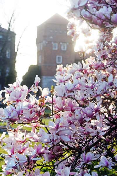 Najchętniej fotografowane magnolie w Krakowie. Przyciągają tłumy - zdjęcie 22