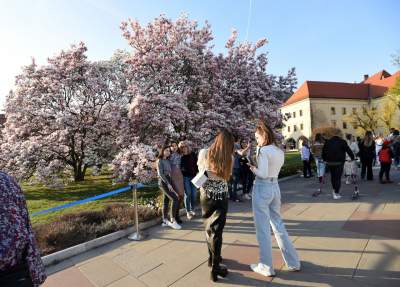 Najchętniej fotografowane magnolie w Krakowie. Przyciągają tłumy - zdjęcie 16