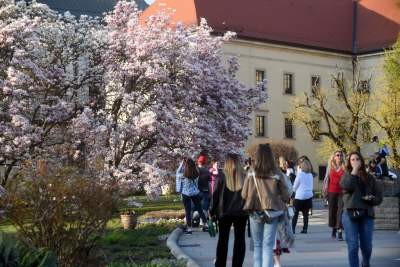 Najchętniej fotografowane magnolie w Krakowie. Przyciągają tłumy - zdjęcie 14