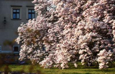 Najchętniej fotografowane magnolie w Krakowie. Przyciągają tłumy - zdjęcie 2