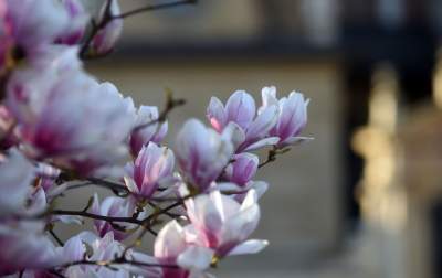 Najchętniej fotografowane magnolie w Krakowie. Przyciągają tłumy - zdjęcie 23