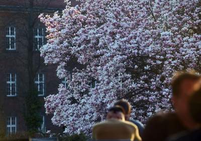 Najchętniej fotografowane magnolie w Krakowie. Przyciągają tłumy - zdjęcie 31