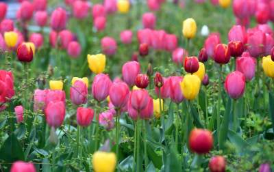 Wiosna na jednym z najważniejszych dziś skwerów w Krakowie - zdjęcie 8