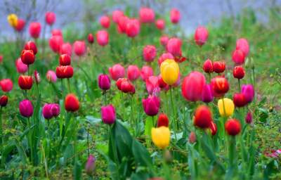 Wiosna na jednym z najważniejszych dziś skwerów w Krakowie - zdjęcie 9