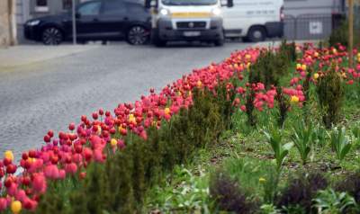 Wiosna na jednym z najważniejszych dziś skwerów w Krakowie - zdjęcie 12