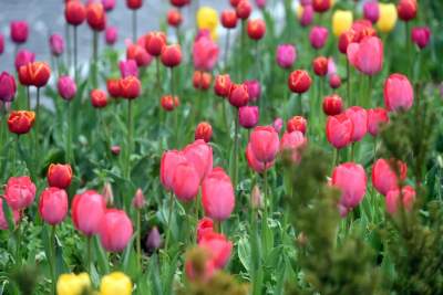 Wiosna na jednym z najważniejszych dziś skwerów w Krakowie - zdjęcie 14