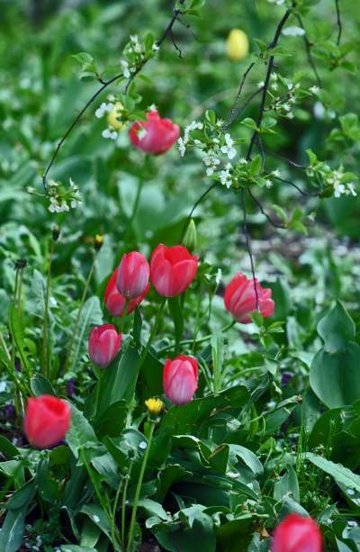 Wiosna na jednym z najważniejszych dziś skwerów w Krakowie - zdjęcie 11