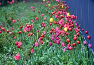 Wiosna na jednym z najważniejszych dziś skwerów w Krakowie - zdjęcie 19