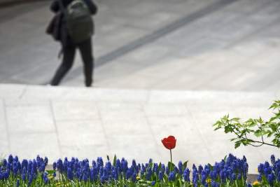 Drzewoterapia na rozkwitających wiosną Plantach. Na skołatane nerwy... - zdjęcie 36