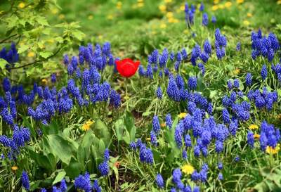 Drzewoterapia na rozkwitających wiosną Plantach. Na skołatane nerwy... - zdjęcie 34