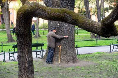Drzewoterapia na rozkwitających wiosną Plantach. Na skołatane nerwy... - zdjęcie 11