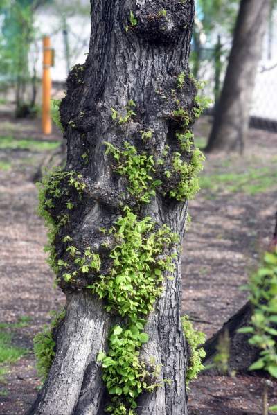 Drzewoterapia na rozkwitających wiosną Plantach. Na skołatane nerwy... - zdjęcie 7