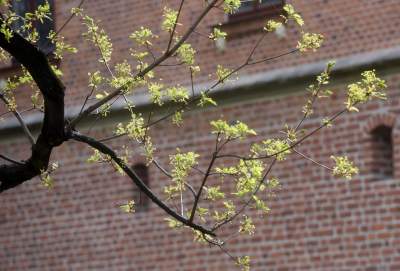 Drzewoterapia na rozkwitających wiosną Plantach. Na skołatane nerwy... - zdjęcie 16