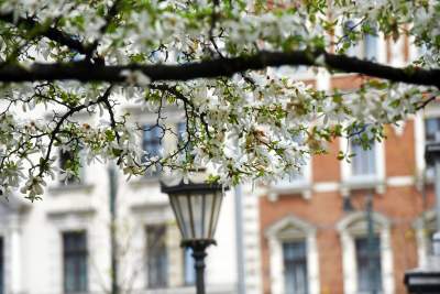 Drzewoterapia na rozkwitających wiosną Plantach. Na skołatane nerwy... - zdjęcie 29