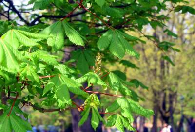 Drzewoterapia na rozkwitających wiosną Plantach. Na skołatane nerwy... - zdjęcie 9