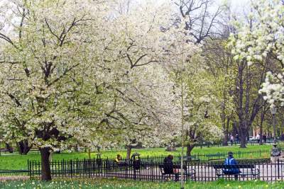 Drzewoterapia na rozkwitających wiosną Plantach. Na skołatane nerwy... - zdjęcie 32