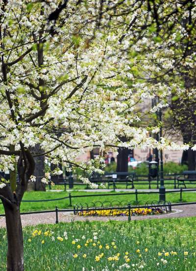 Drzewoterapia na rozkwitających wiosną Plantach. Na skołatane nerwy... - zdjęcie 23