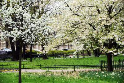 Drzewoterapia na rozkwitających wiosną Plantach. Na skołatane nerwy... - zdjęcie 31