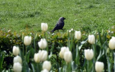 Drzewoterapia na rozkwitających wiosną Plantach. Na skołatane nerwy... - zdjęcie 4
