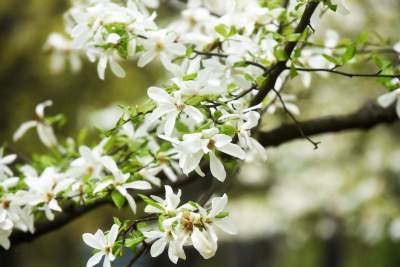 Drzewoterapia na rozkwitających wiosną Plantach. Na skołatane nerwy... - zdjęcie 27