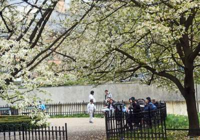 Drzewoterapia na rozkwitających wiosną Plantach. Na skołatane nerwy... - zdjęcie 26