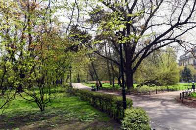 Drzewoterapia na rozkwitających wiosną Plantach. Na skołatane nerwy... - zdjęcie 33