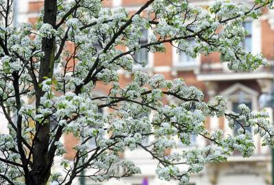 Drzewoterapia na rozkwitających wiosną Plantach. Na skołatane nerwy... - zdjęcie 30