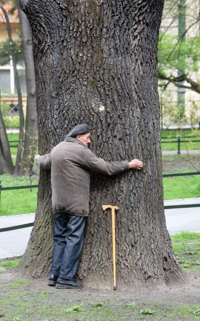 Drzewoterapia na rozkwitających wiosną Plantach. Na skołatane nerwy... - zdjęcie 12