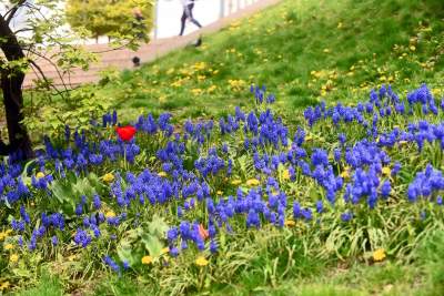 Drzewoterapia na rozkwitających wiosną Plantach. Na skołatane nerwy... - zdjęcie 35