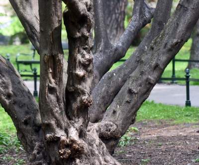Drzewoterapia na rozkwitających wiosną Plantach. Na skołatane nerwy... - zdjęcie 18