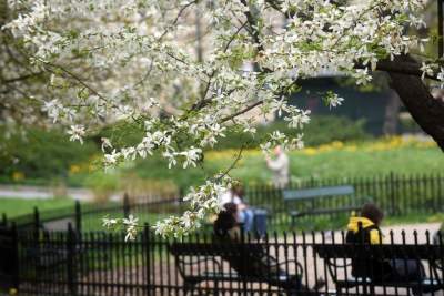 Drzewoterapia na rozkwitających wiosną Plantach. Na skołatane nerwy... - zdjęcie 28