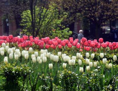 Drzewoterapia na rozkwitających wiosną Plantach. Na skołatane nerwy... - zdjęcie 3