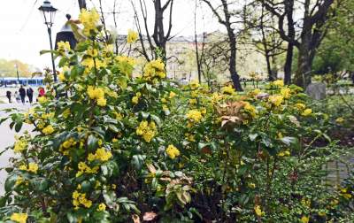 Drzewoterapia na rozkwitających wiosną Plantach. Na skołatane nerwy... - zdjęcie 21