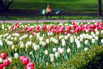 Tulipany "Agata Kornhauser-Duda" do Krakowa jeszcze nie dotarły... - zdjęcie 7